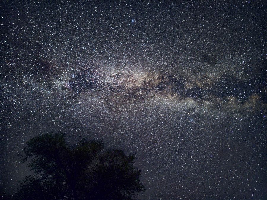 向海自然保护区的银河横贯夜空，左下方是树冠剪影